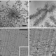 A/B: Chromosomes C/D: Cells (image: Maeshima et al, J. Biochem (2008))